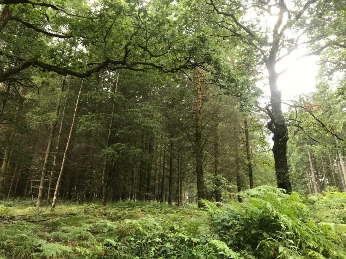 Old Co Op House -Forest Of Dean Bream 外观 照片