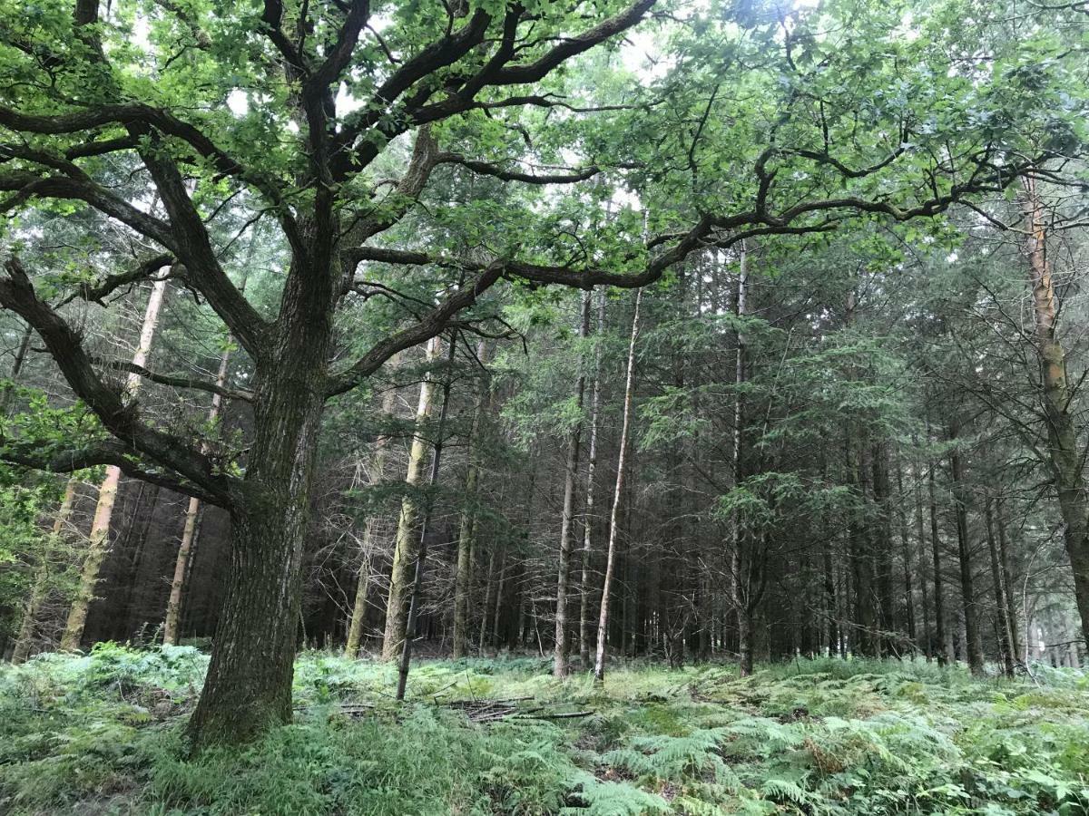 Old Co Op House -Forest Of Dean Bream 外观 照片