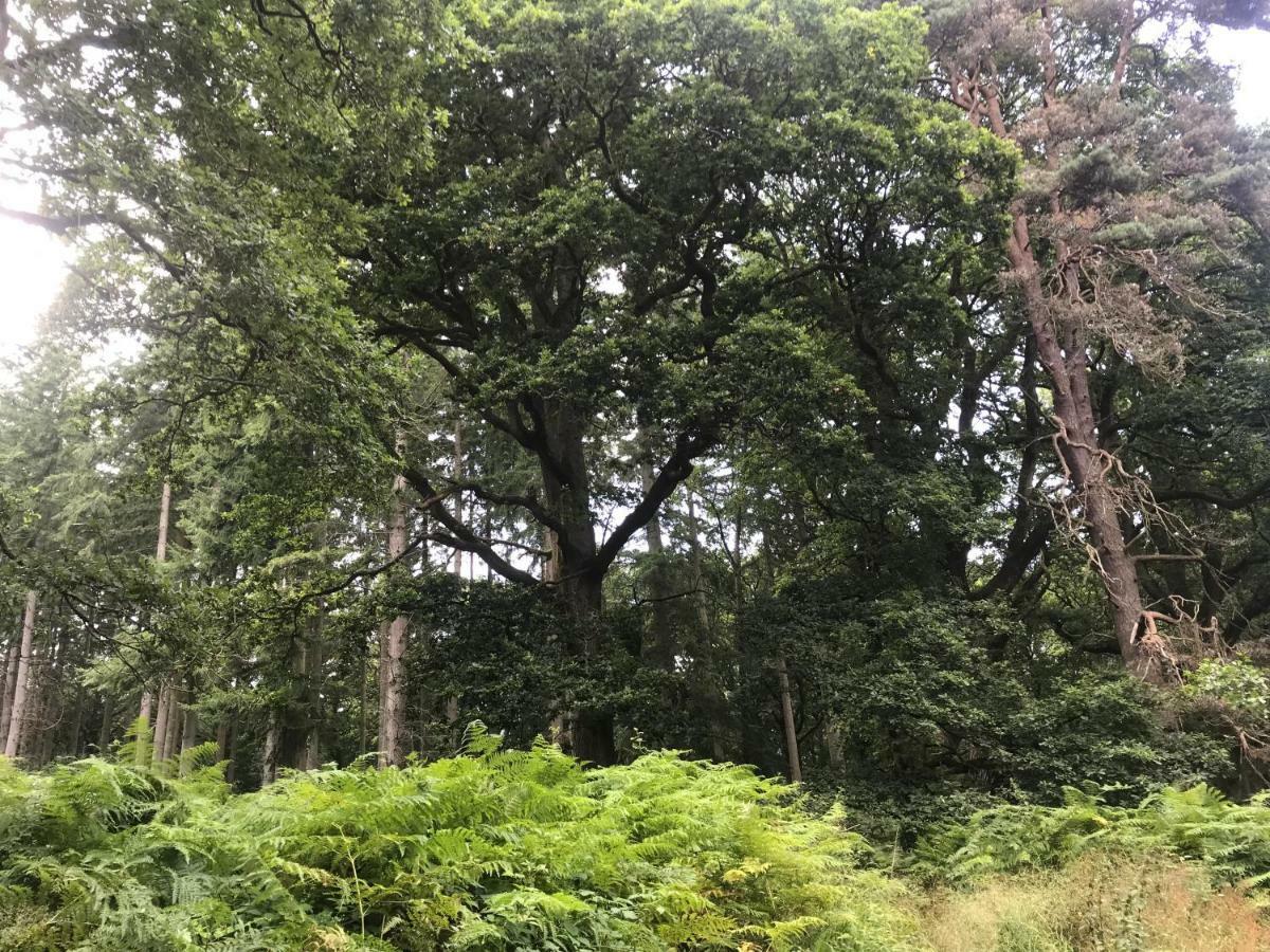Old Co Op House -Forest Of Dean Bream 外观 照片